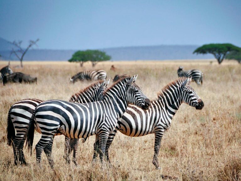 African Luxury Tanzania Safari