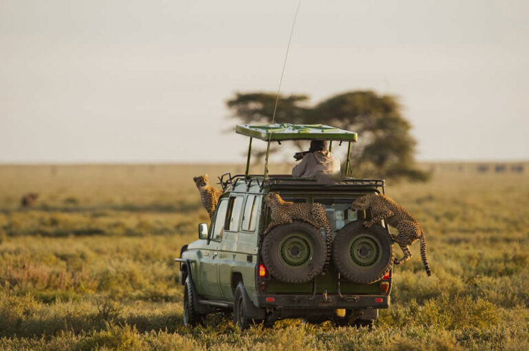 Serengeti Wildebeest Migration-fit4masafa